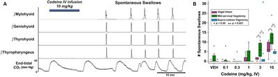 Evidence for peripheral and central actions of codeine to dysregulate swallowing in the anesthetized cat
